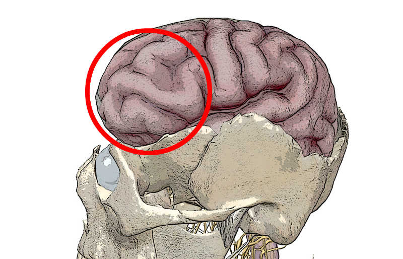 前頭前野の場所