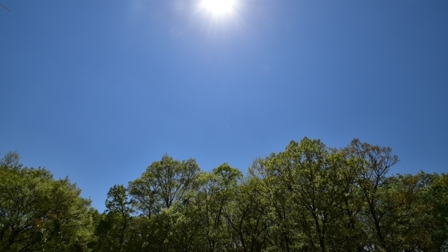 南中の太陽と青空、森の画像
